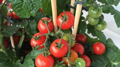Photo of Od ovih prirodni djubriva paradajz ce vam rasti kao lud.