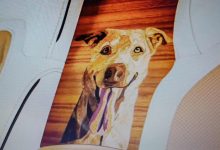 Photo of Šta radi fotografija psa unutar Rolls-Roycea od pola miliona funti?